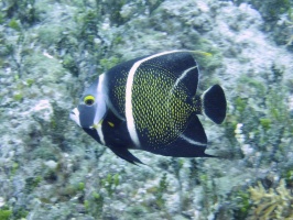 IMG 8896 Juvenile French Angelfish